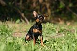 PINSCHER NAIN 174